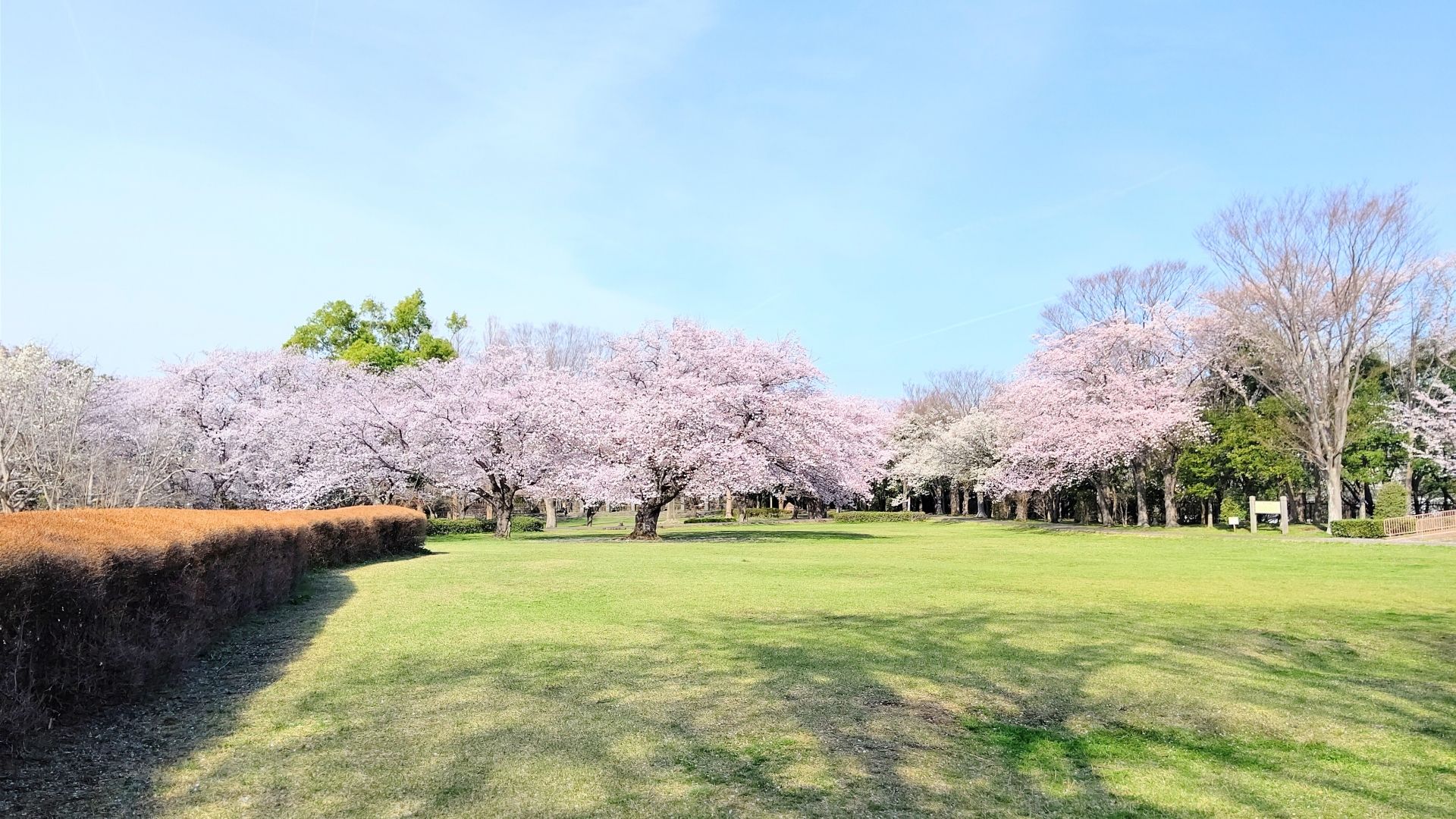 大庭城址公園　風景